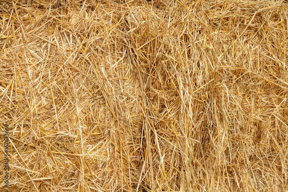 yellow background with dig mowed wheat. natural straw background. yellow background with dig mowed wheat. natural straw background.