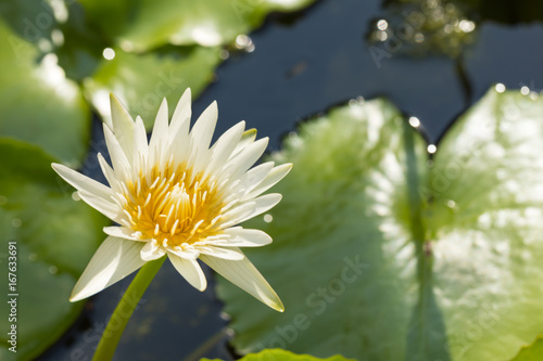 Lotus flower in pond
