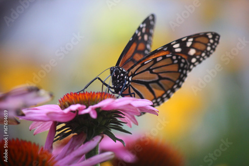 Monarchs 2 © WorldlyGirl