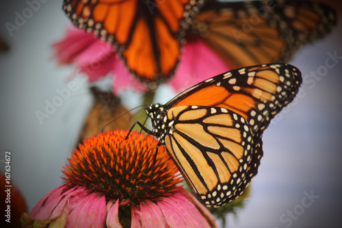 Monarchs © WorldlyGirl