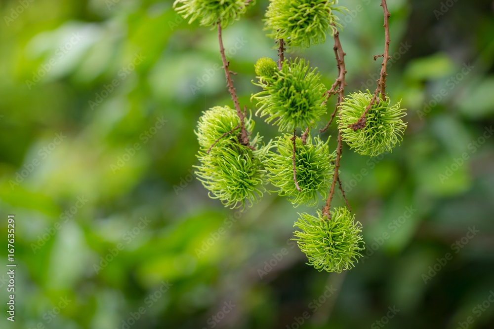 Green rambutan fruit on tree, Rambutan tree.
Green rambutan fruit on tree, Rambutan tree.