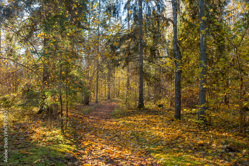 Path through the autumn forest with deciduous trees backlit by the rays of the sun. © yegorov_nick