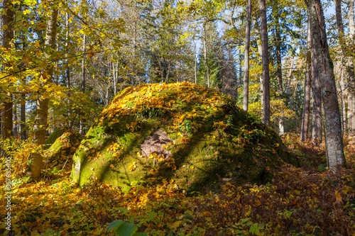 Boulders in the forest woods  rocks covered by moss and colorful foliage. Autumn season.