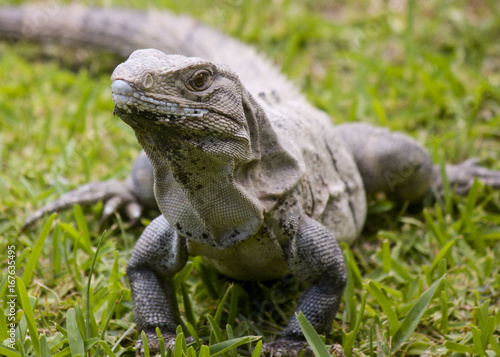Iguana on Grass
