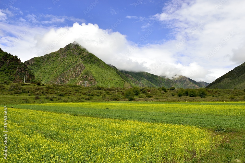 beautiful monutain with green grass and rape flower beautiful monutain with green grass and rape flower
