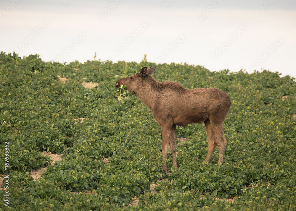 Fototapeta premium Moose calf eat harvest out on the field.