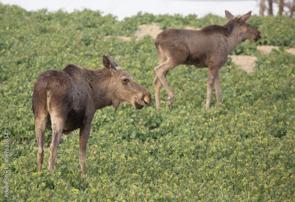 Moose calf eat harvest out on the field. Moose calf eat harvest out on the field.