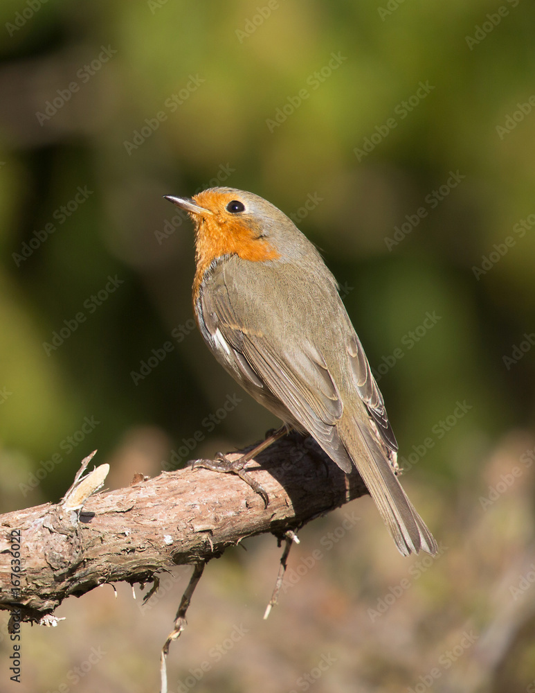Robin, A sweet and very popular little bird. Robin, A sweet and very popular little bird.