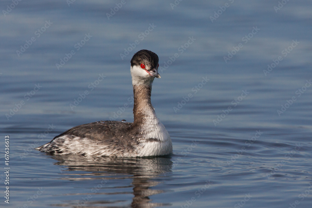 Horned Grebe Podiceps auritus in winter plumage Horned Grebe Podiceps auritus in winter plumage