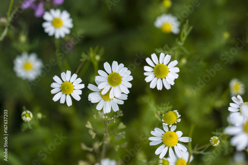 Flowering chamomile flowers in nature.