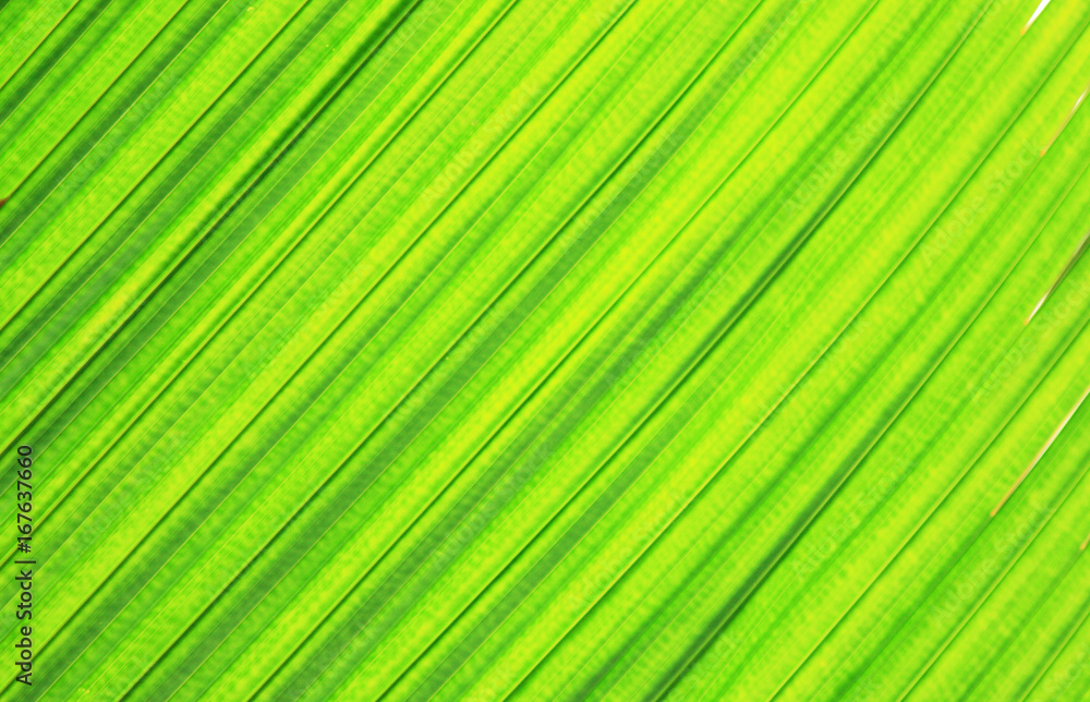 green leaf background green leaf background
