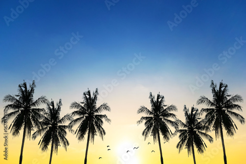 Coconut seaside landscape in the sunset  sunrise 