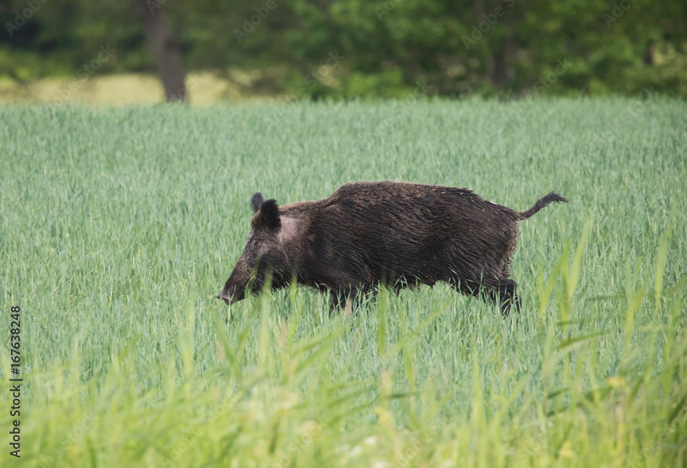 Eurasian wild pig