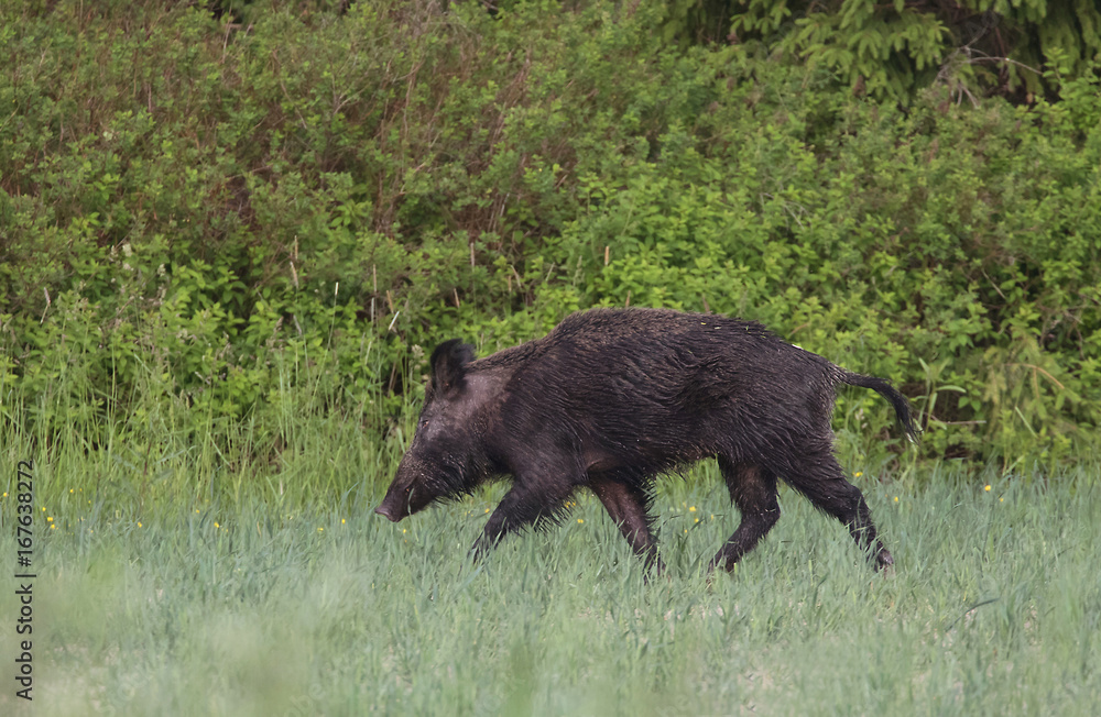 Eurasian wild pig