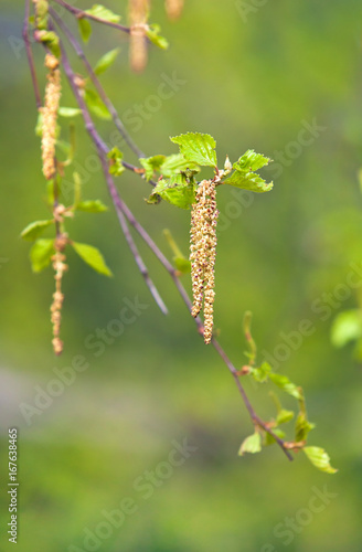  Inflorescence of blossoming birch closeup