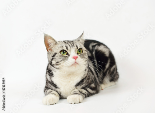 Silver-spotted tabby Cat with white background