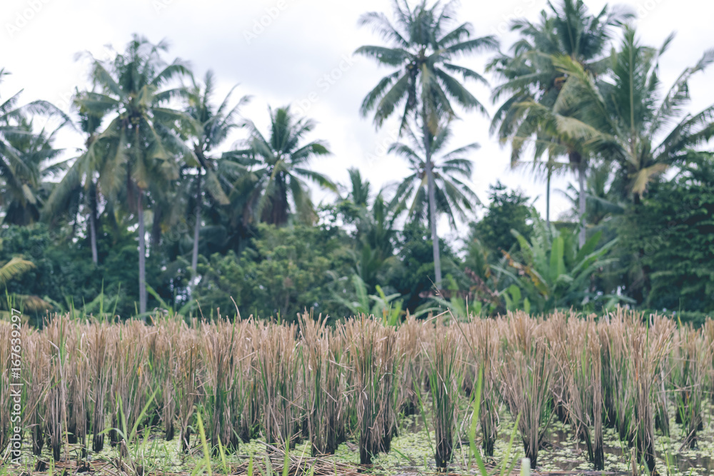 Rice field on a tropical island of Bali, Indonesia. Asian green terrace land. Rice field on a tropical island of Bali, Indonesia. Asian green terrace land.