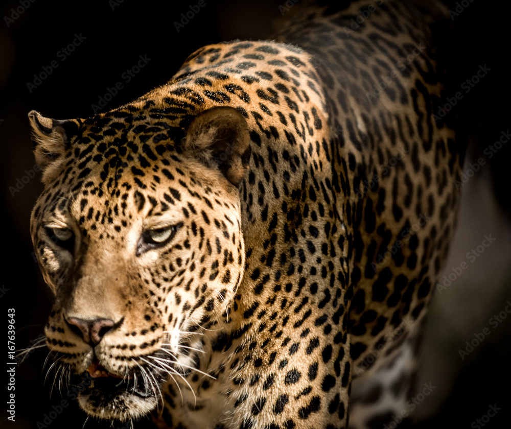 Obraz premium Sri Lankan leopard
