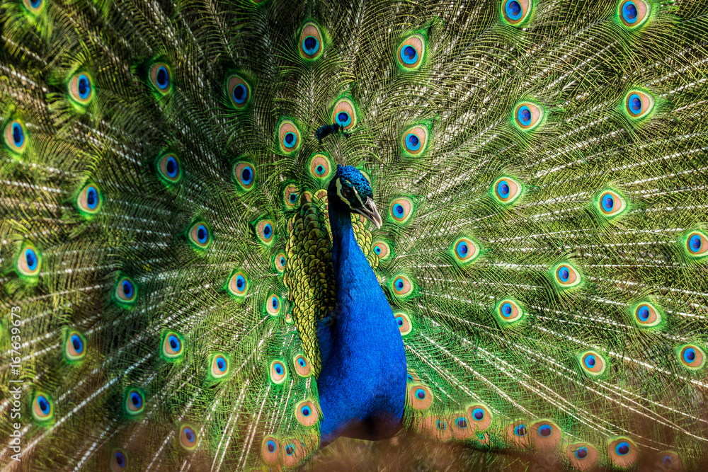 Obraz premium Male of Indian peafowl