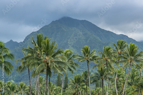Cloudy Mountain with Palm Trees