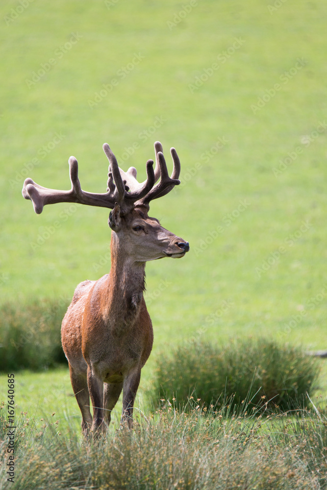 Fototapeta premium Red deer