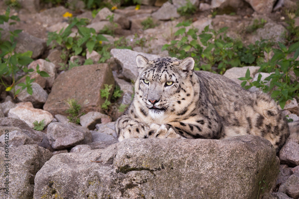 Obraz premium Snow leopard