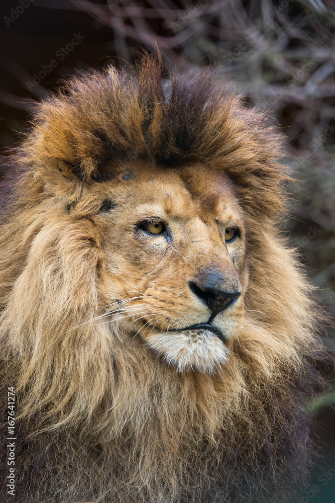 Fototapeta premium Lion