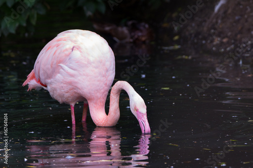 Fotografi Flamingo