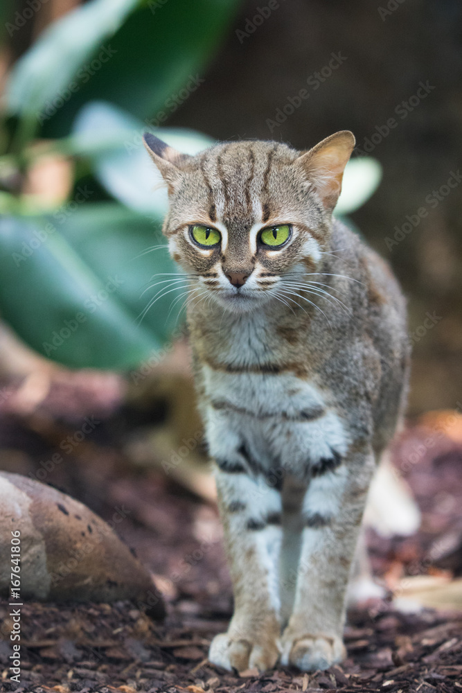 rusty-spotted cat