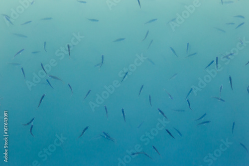 A view from above of many fishes in water, creating a pattern