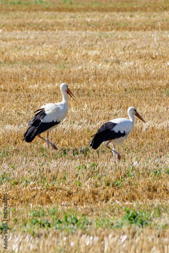 Storch im Feld Storch im Feld