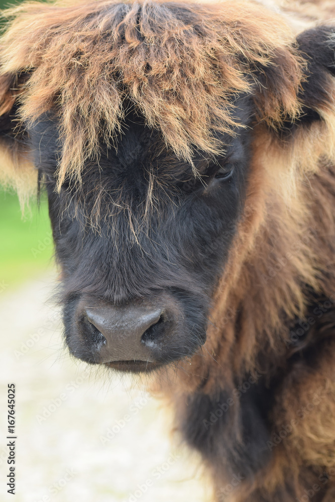 Highland Cattle Bodmin Moor 