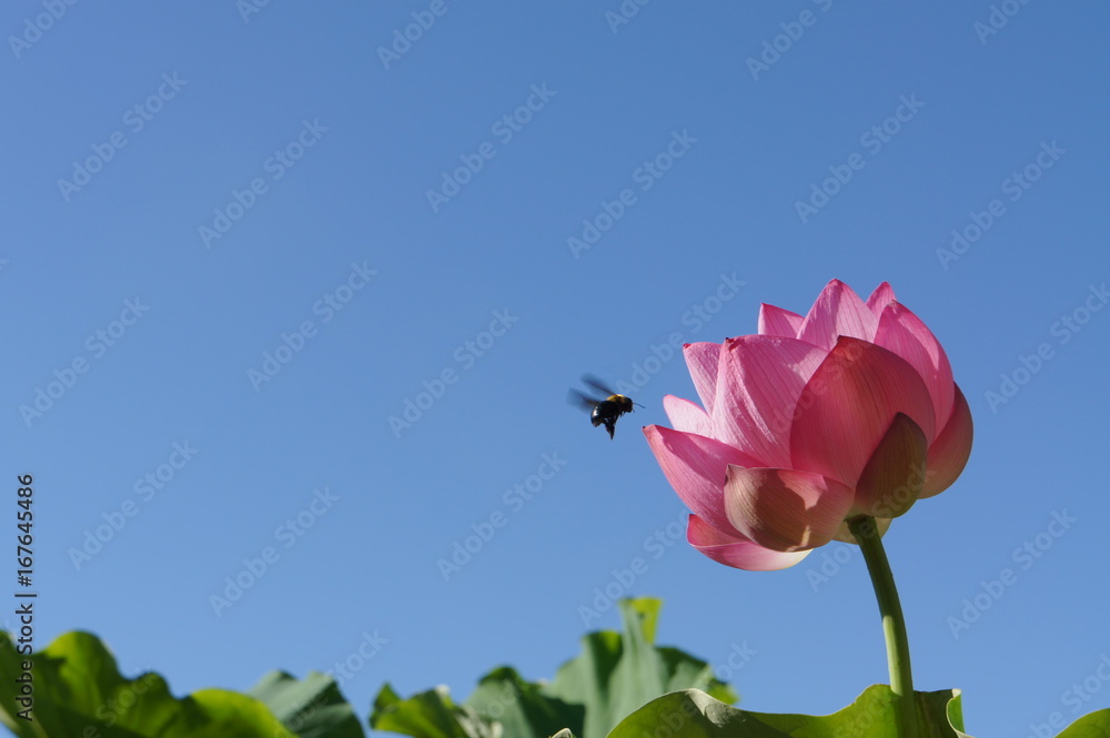 lotus with bee