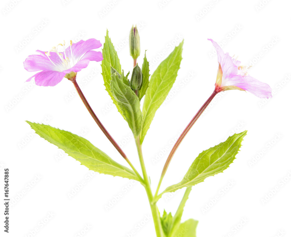 Great hairy willowherb (Epilobium hirsutum) isolated on white background. Close-up of the pink flowers
