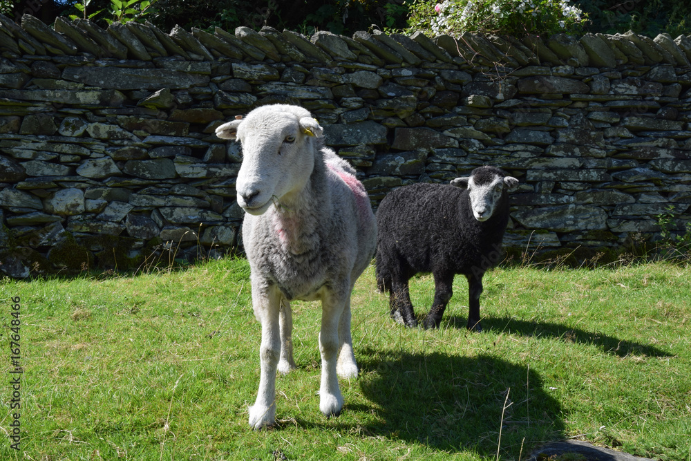 Fototapeta premium Herdwick Sheep in Elterwater