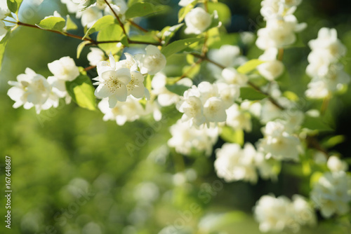 Valokuvatapetti white jasmine flowers in sunny summer evening