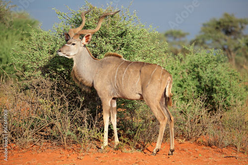 Male kudu antelope  Tragelaphus strepsiceros  in natural habitat  South Africa.