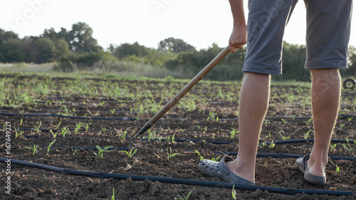 Farmer removes weeds by hoe in corn field with young growth at organic eco farm