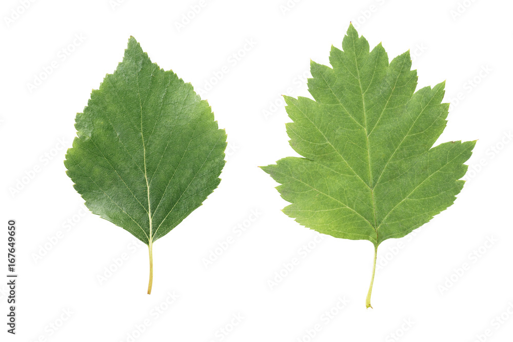 Fototapeta premium two green leaves from linden and hawthorn trees isolated on white