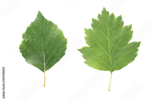 two green leaves from linden and hawthorn trees isolated on white