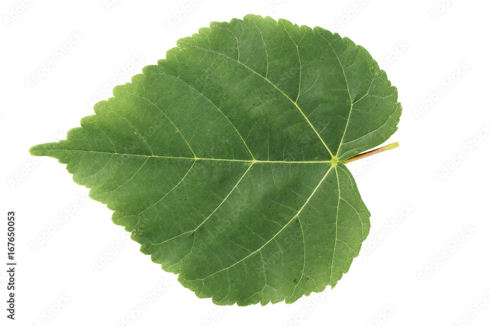 linden green leaf isolated on white linden green leaf isolated on white