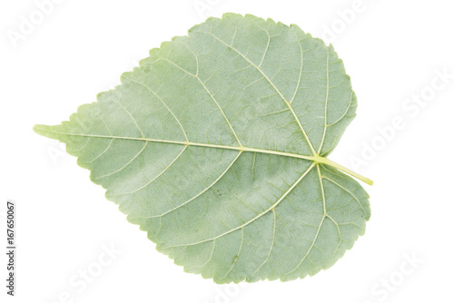 back side of linden green leaf isolated on white