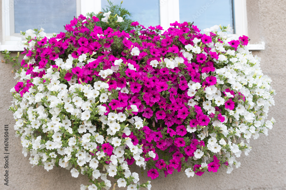 Vibrant white and pink petunia - surfinia flowers in wall mounted hanging  basket Stock Photo | Adobe Stock
