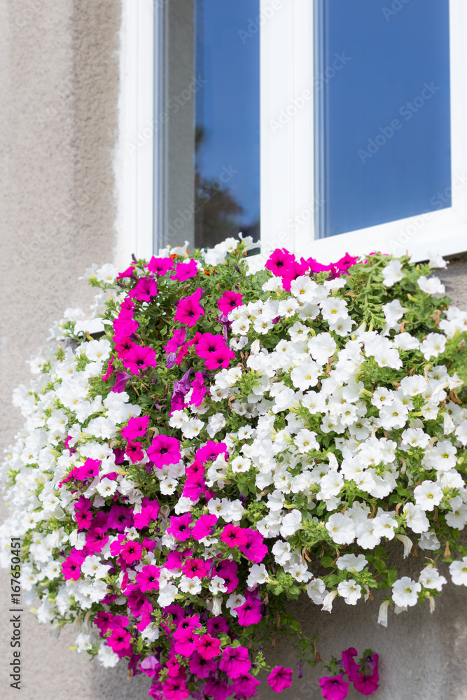 Vibrant white and pink petunia - surfinia flowers