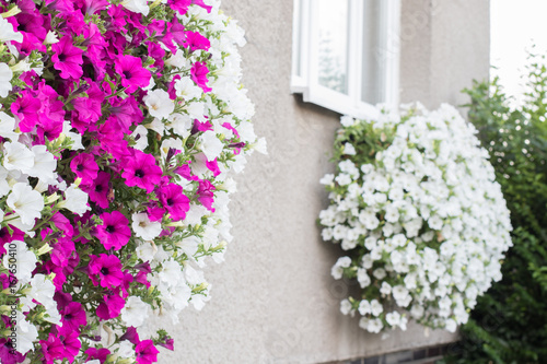 Vibrant white and pink petunia - surfinia flowers in wall mounted hanging basket © hopsalka