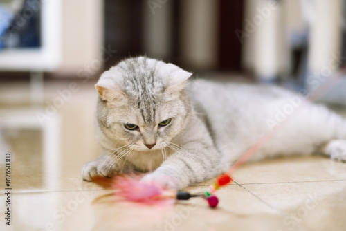 Fototapeta Naklejka Na Ścianę i Meble -  gray-white tabby cat plays with a cat feather toy
