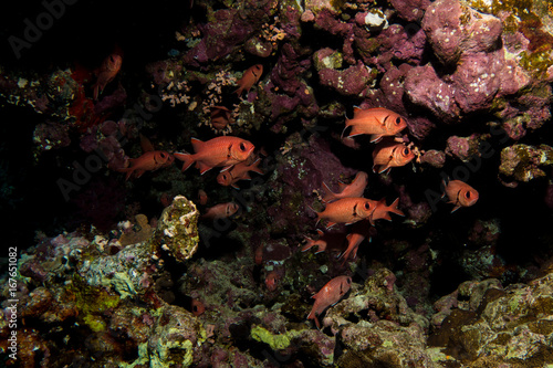 scarlet soldierfishes in the red sea photo
