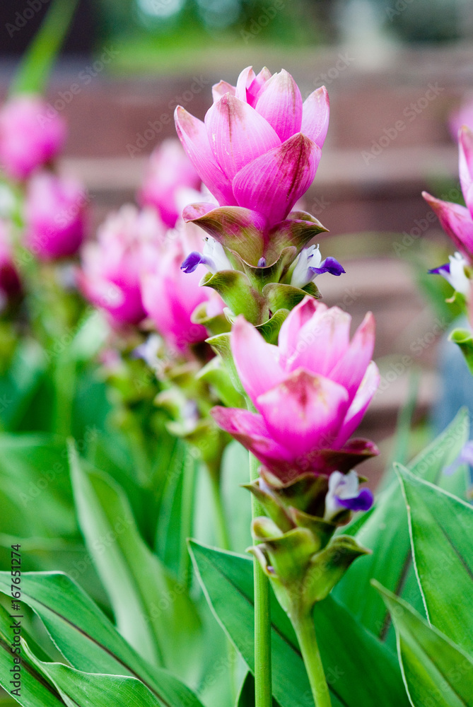 Obraz premium Krachai flower