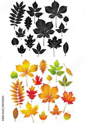 Set of autumn leaves collection