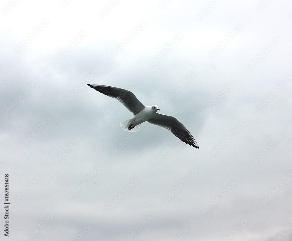 Flying seagull in a grey cloud sky Flying seagull in a grey cloud sky